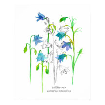 Bellflower Botanical Art Language of Flowers