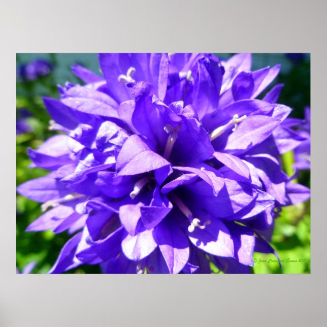 Poster Bellflower Clustered (Campanula glomerata Superba) (Frente)