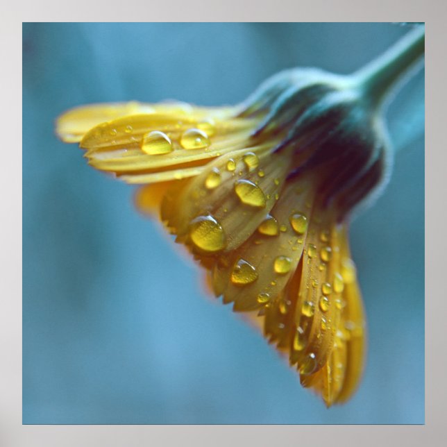 Poster Belo Amarelo Amarelo Marigold Gotas Flores (Frente)