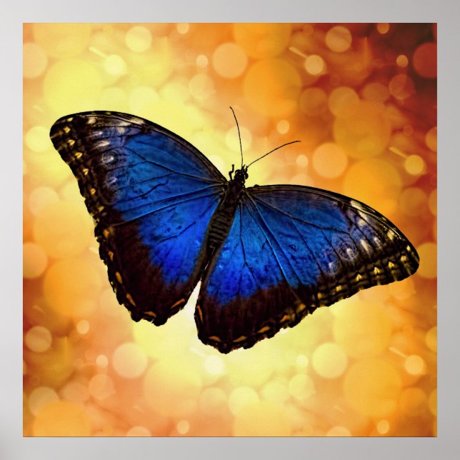 Poster Belo Blue Morpho Butterfly Bokeh (Frente)