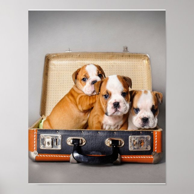Poster Belo Bulldog Puppies | Pão-Cão (Frente)