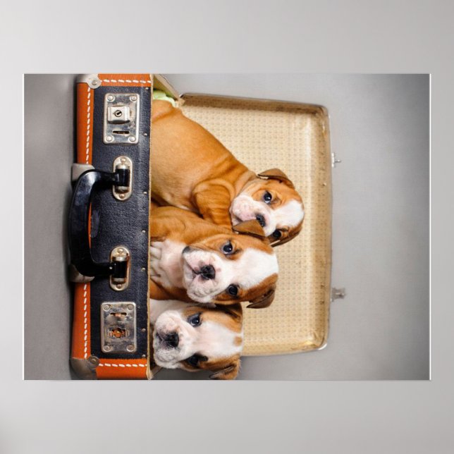Poster Belo Bulldog Puppies | Pão-Cão (Frente)