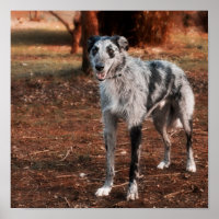Belo cachorro-de-jarra