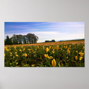 Poster Belo Campo de Tulip, Oregon