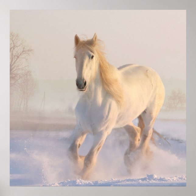 Poster Belo Cavalo Branco Galopando na Neve (Frente)