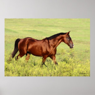 Pôster Belo Cavalo de Baía
