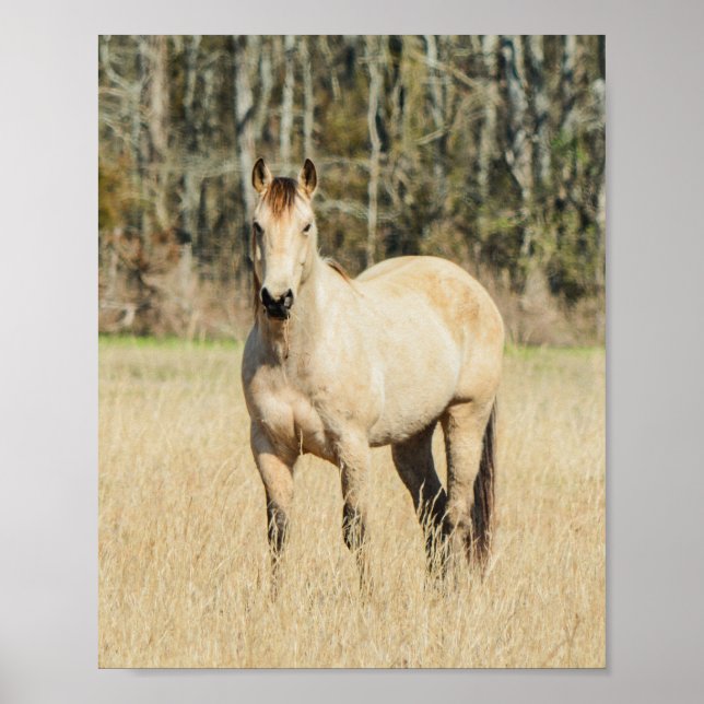Poster Belo Cavalo de Buckskin (Frente)