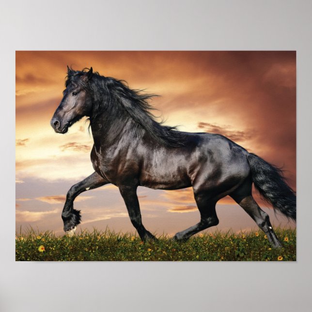 Poster Belo Cavalo Negro (Frente)