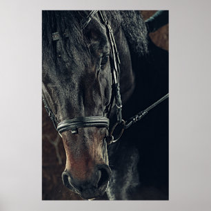 Poster Belo Cavalo Negro 