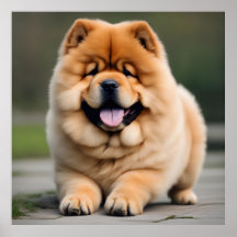 Belo Chow Chow