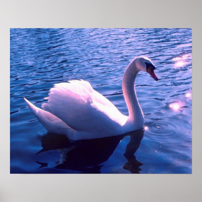 Poster Belo cisne no lago (Frente)