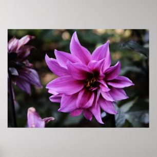 Poster Belo Dahlia Flower