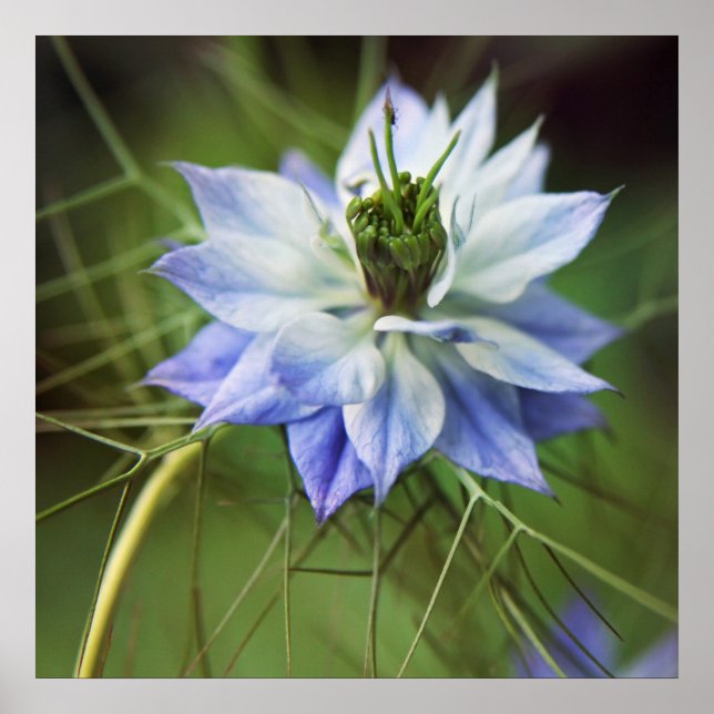 Poster Belo Elegante Nigella Flower (Frente)