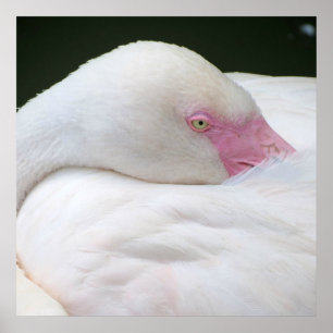 Pôster Belo Flamingo Branco