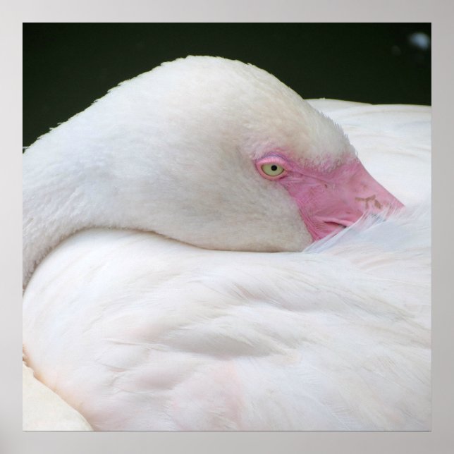 Pôster Belo Flamingo Branco (Frente)