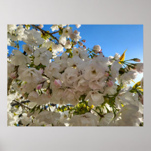 Poster Belo Flor