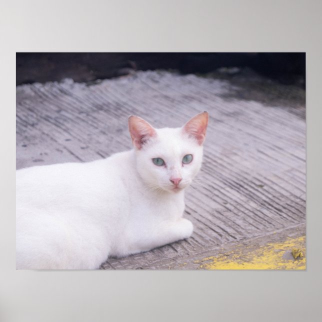 Poster Belo Gato Branco (Frente)