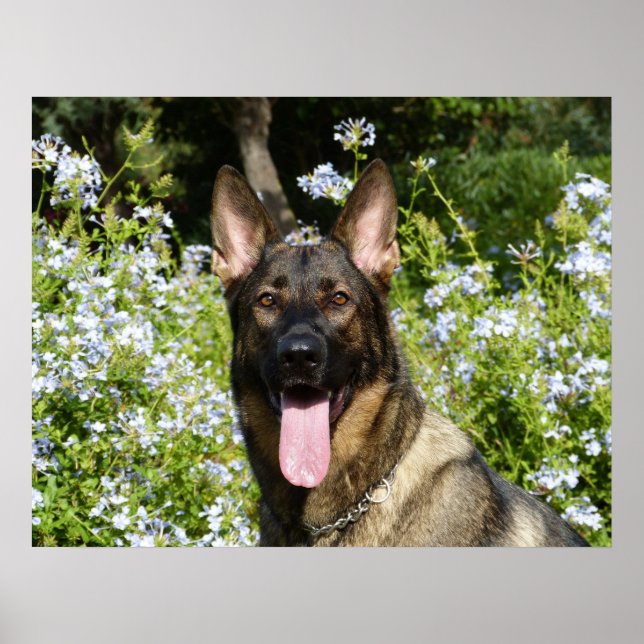 Poster Belo German shepherd (Frente)