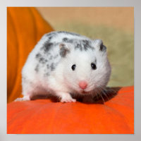 Belo Hamster Sírio, Negro Encarado Engraçado
