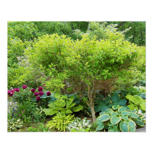 Pôster Belo Jardim Paisagem Verde com Hostas (Frente)