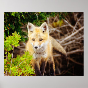 Poster Belo Kit Fox