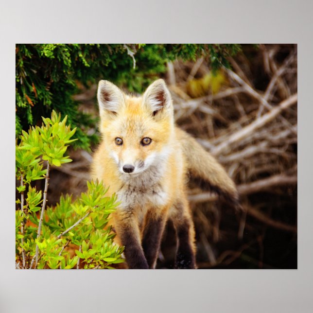 Poster Belo Kit Fox (Frente)