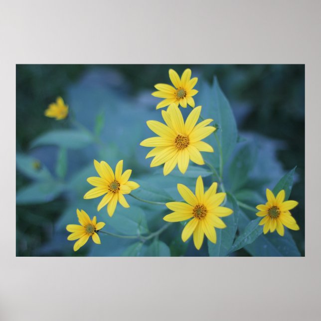 Poster Belo legante Daisy Sunchoke Flores Amarelas (Frente)