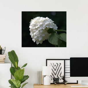 Pôster Belo Limão Branco Hydrangea Flower
