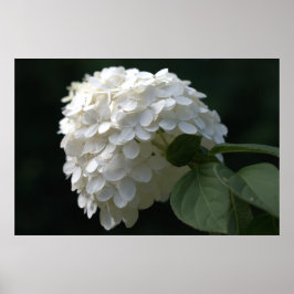 Pôster Belo Limão Branco Hydrangea Flower