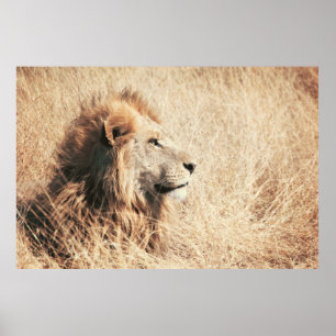 POSTER BELO LION