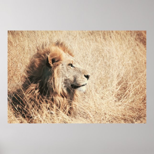 POSTER BELO LION (Frente)