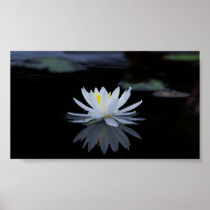 Poster Belo Lotus Branco, Lago, Zen
