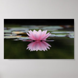 Poster Belo Lotus, Zen