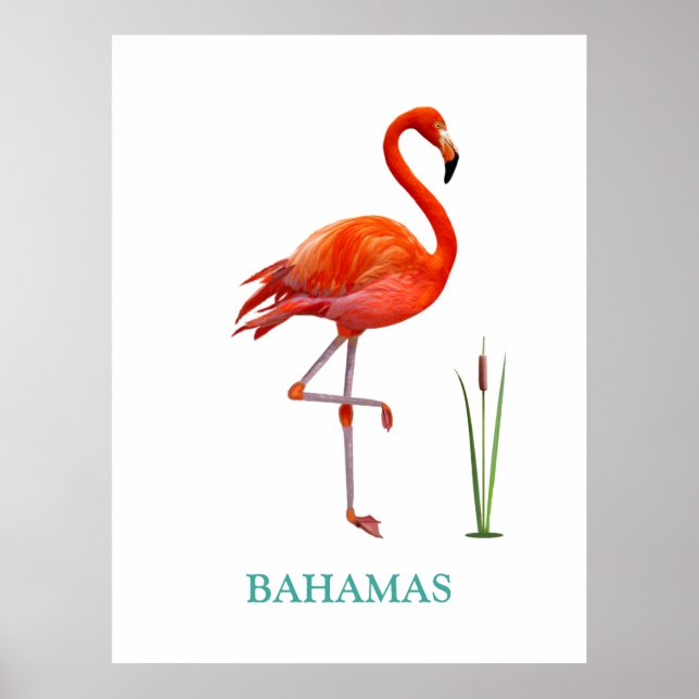 Poster Belo Pássaro Flamingo Rosa & Planta de Junco em Br (Frente)