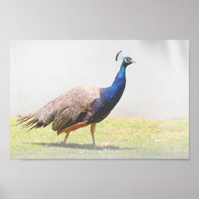 Poster Belo Pássaro Peacock Andando (Frente)