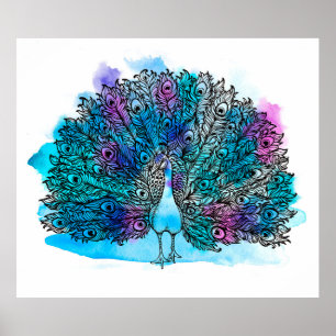 Poster Belo pássaro Peacock desenhado pela Mão consiste