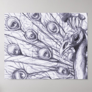 Pôster Belo pavão