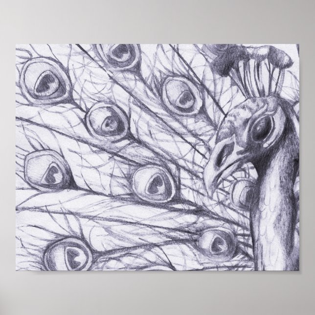 Pôster Belo pavão (Frente)