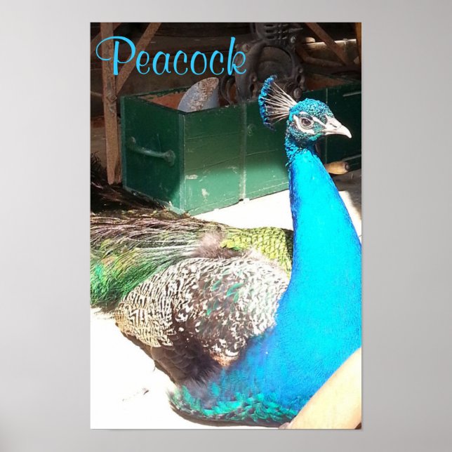 Pôster Belo Pavão Azul, Pavão Velho (Frente)