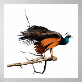 Poster Belo pavão no galho