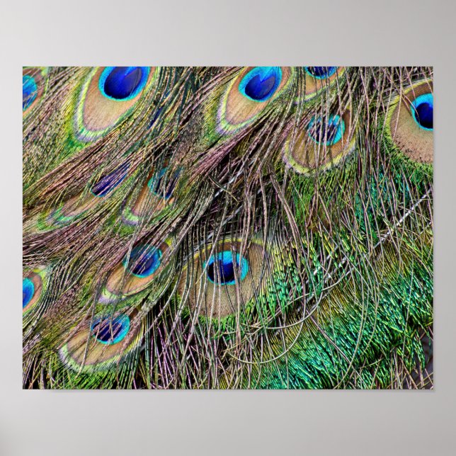 Pôster Belo Penas de Peacock (Frente)