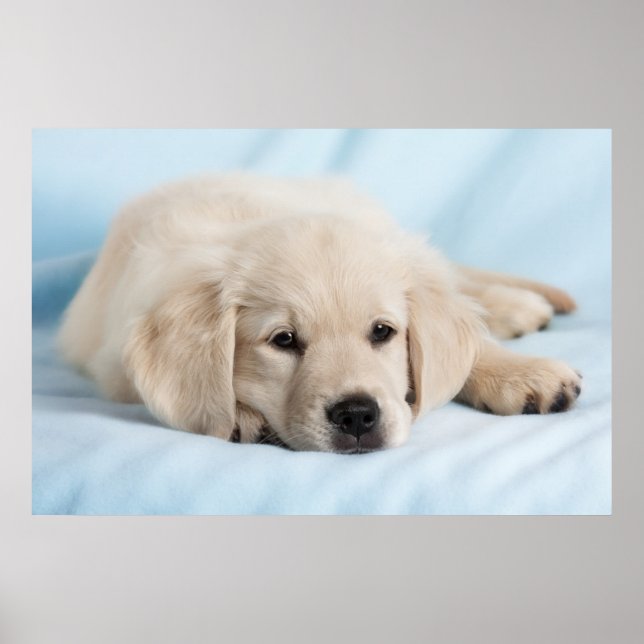 Poster Belo Pequeno Puppy (Frente)