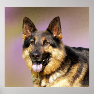 Poster Belo retrato de cão German shepherd