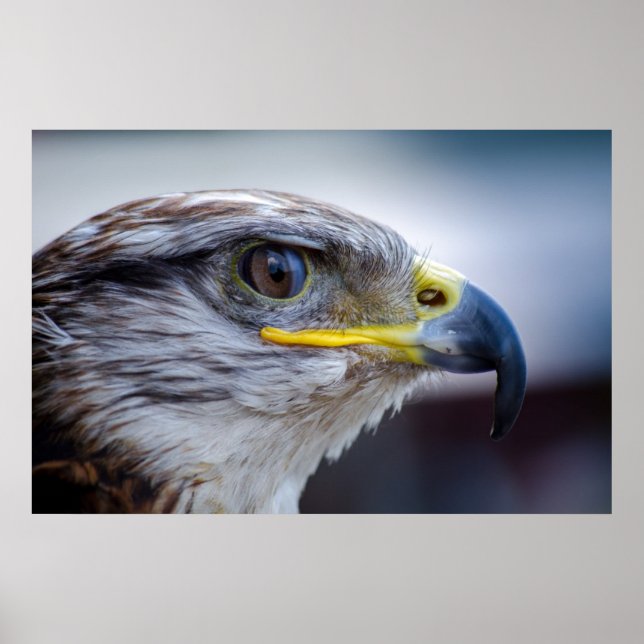 Poster Belo retrato de falcão (Frente)
