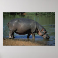 Belo Retrato Hippopotâmico de Bebida Longa