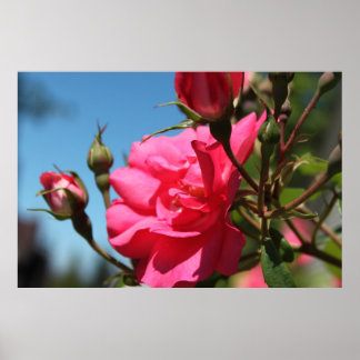 Poster belo rosa-rosa flor e botões azul céu