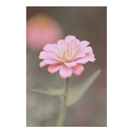 Pôster Belo Rosa Zinnia Flor Floral