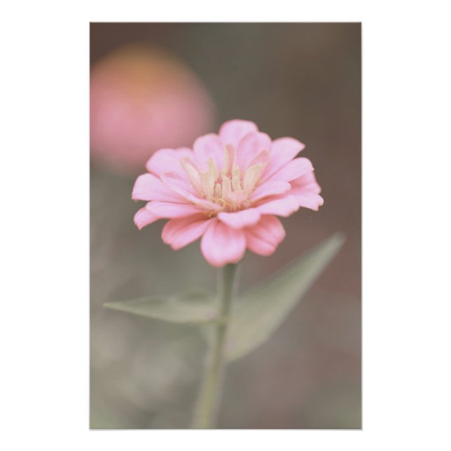 Pôster Belo Rosa Zinnia Flor Floral (Frente)