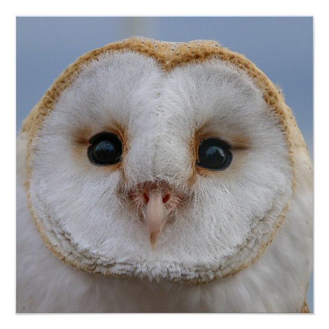 Pôster Belo rosto de coruja Poster (Frente)