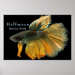 Poster Belo Siamês combatendo peixes Betta Halfmoon